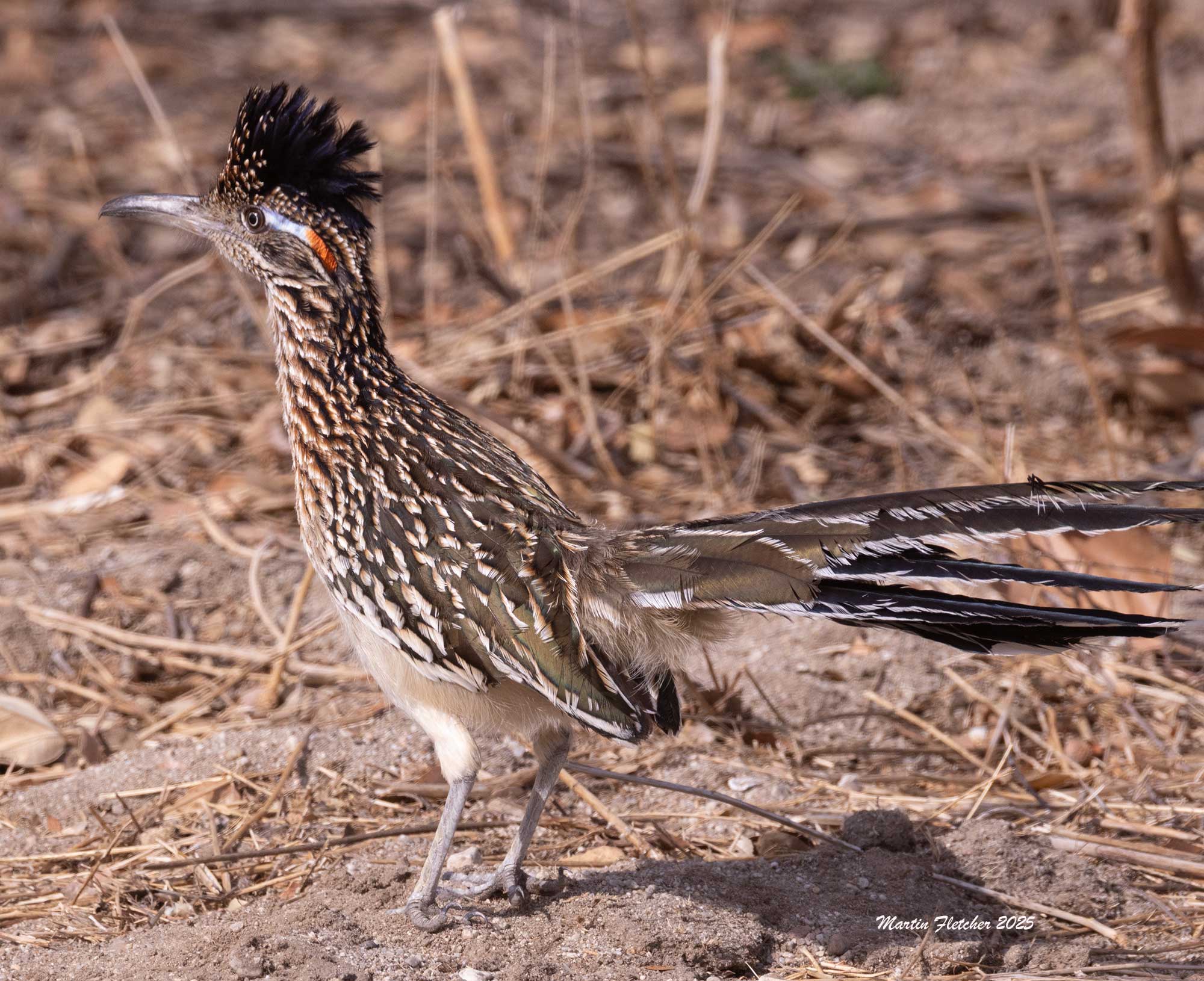 Greater Roadrunner, Happy Camp Canyon, Simi Valley