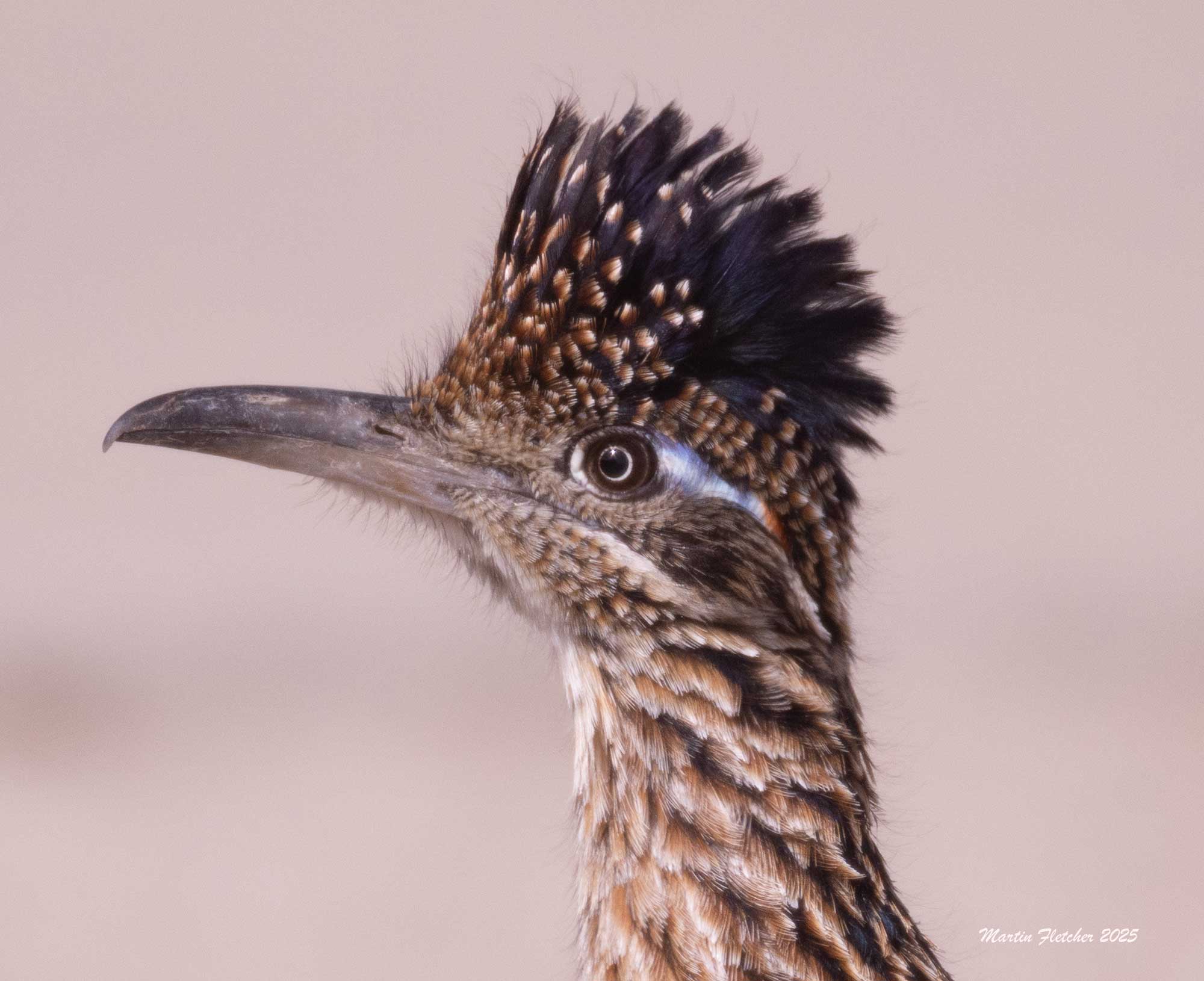 Greater Roadrunner, Happy Camp Canyon, Simi Valley