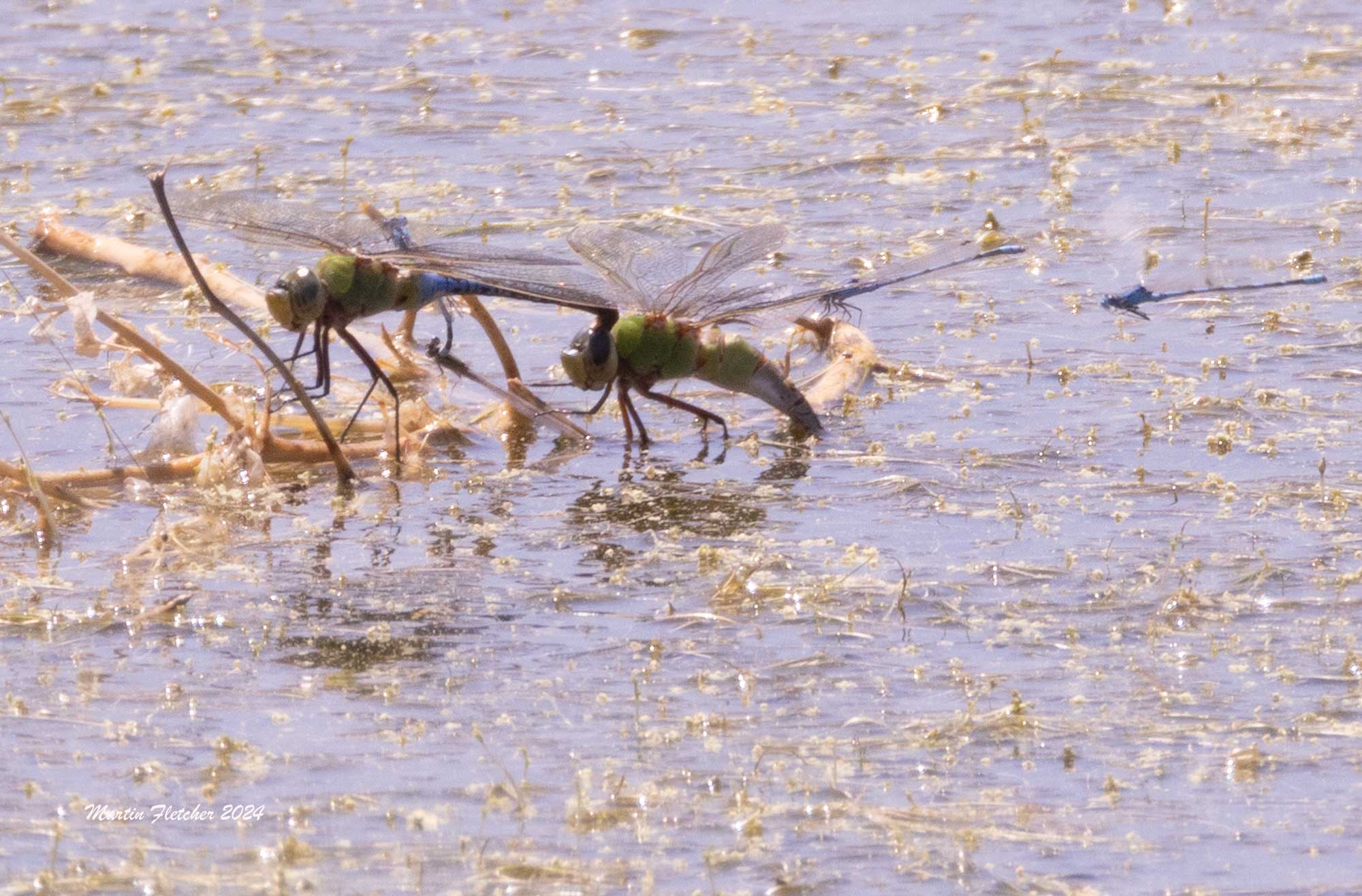 Green Darner Dragonflies mating, Owens Lake