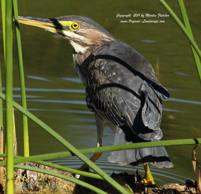 Green Heron, Ojai