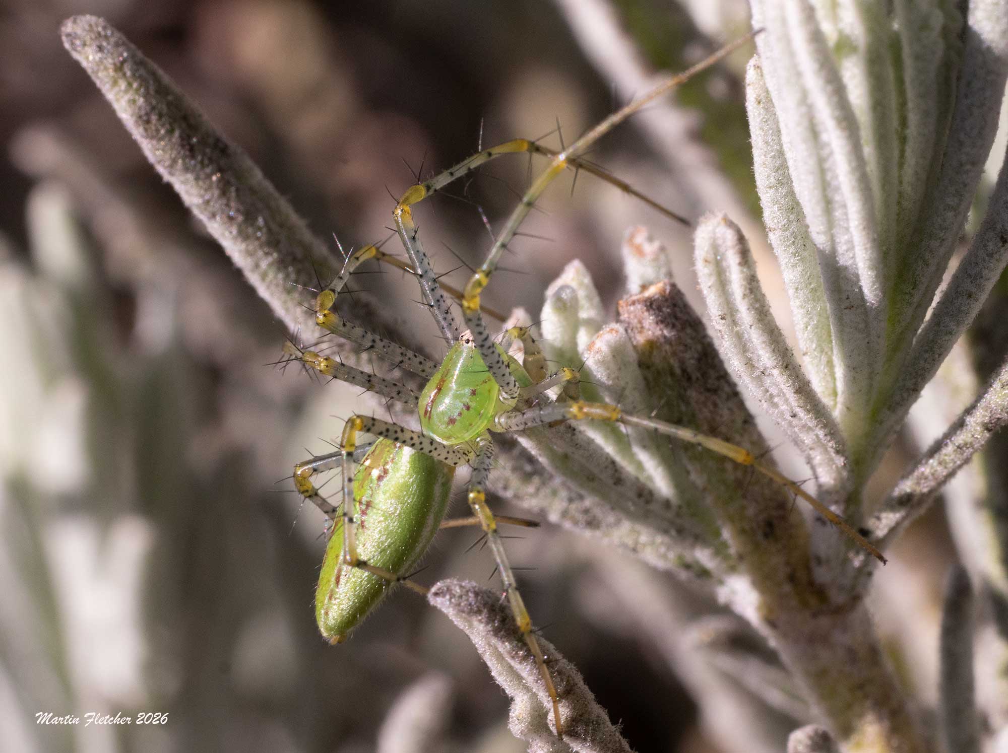 Green Lynx Spider, Peucetia viridans on Lavender