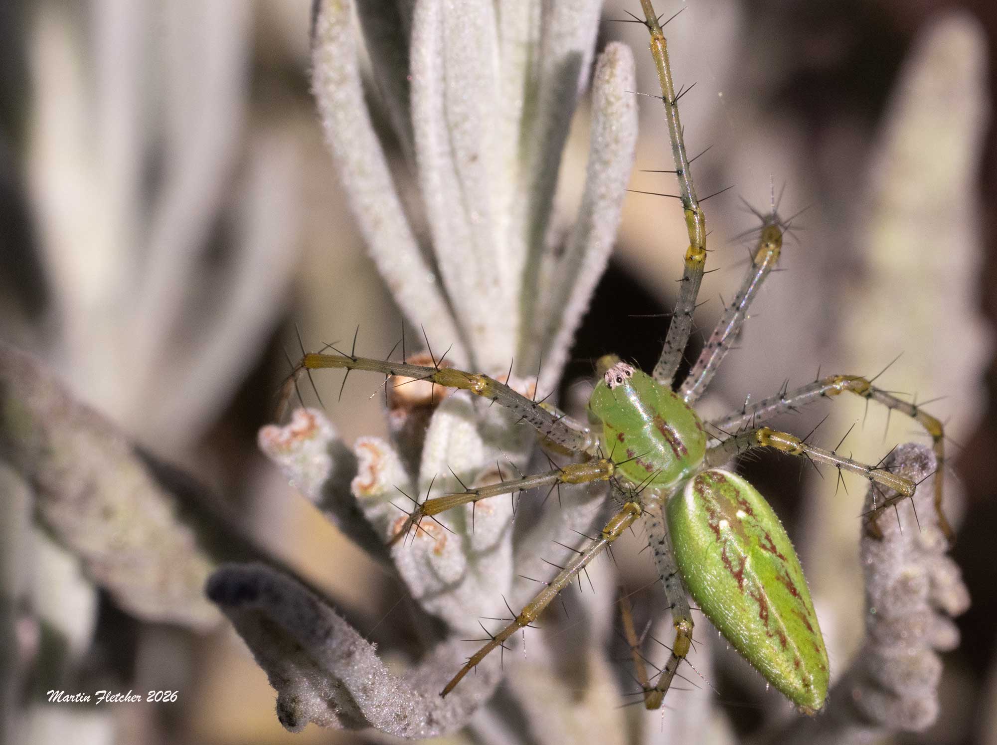 Green Lynx Spider, Peucetia viridans on Lavender