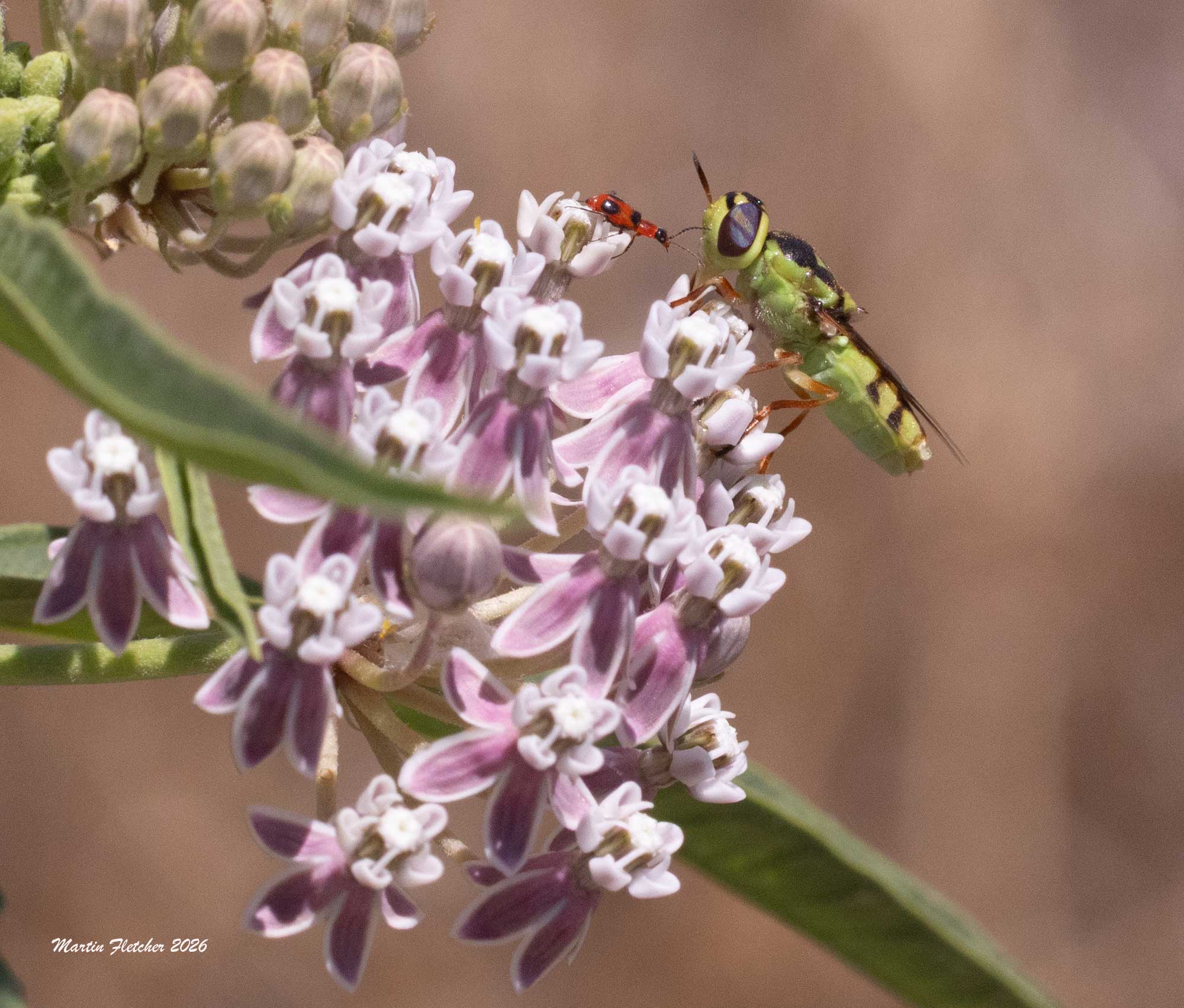 Green Soldier Fly, Holiodiscus binotatus, Bitter Creek