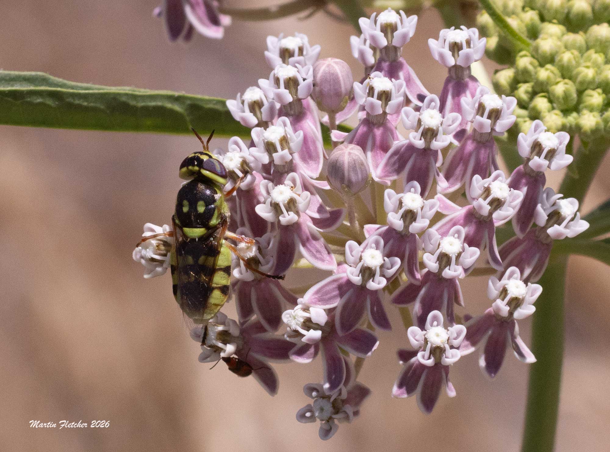 Green Soldier Fly, Hedriodiscus binotatus, Bitter Creek