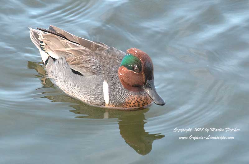 Green Winged Teal, Ballona Wetlands