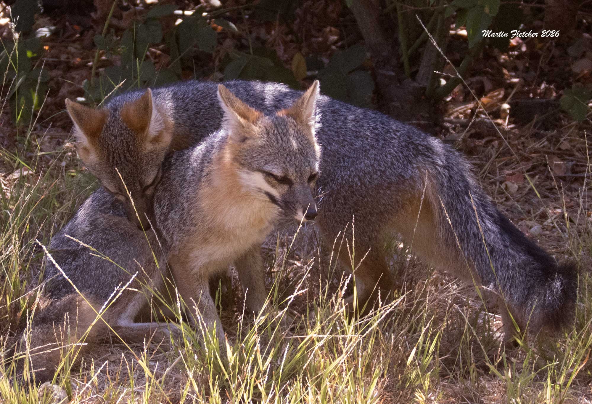 Grey Foxes interact