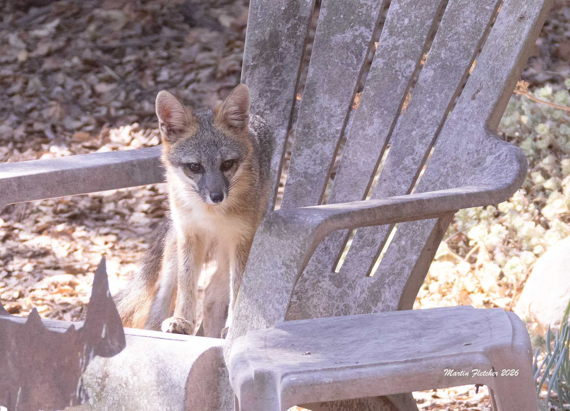 Grey Fox sits in chair