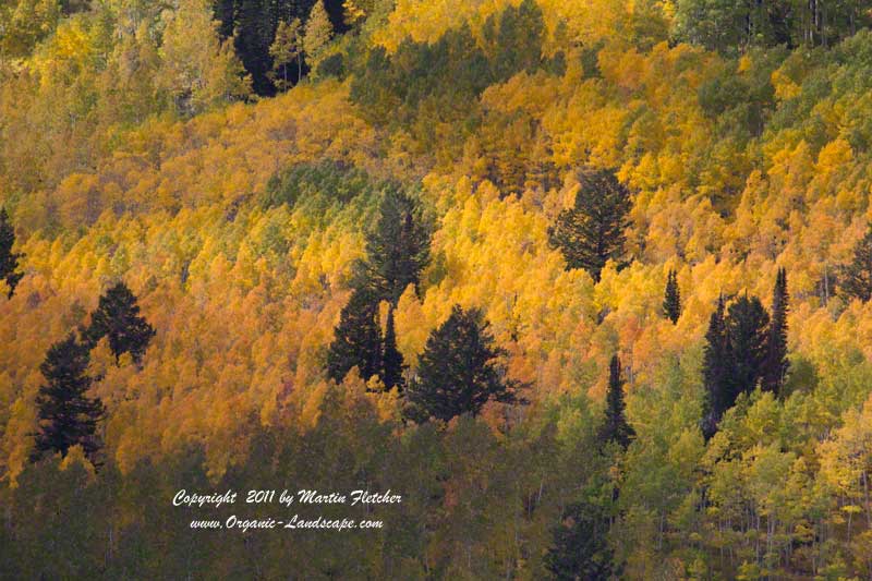 Guardsman Pass, Park City, Utah