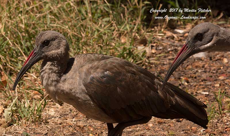 Hadeda Ibis, Cape Town