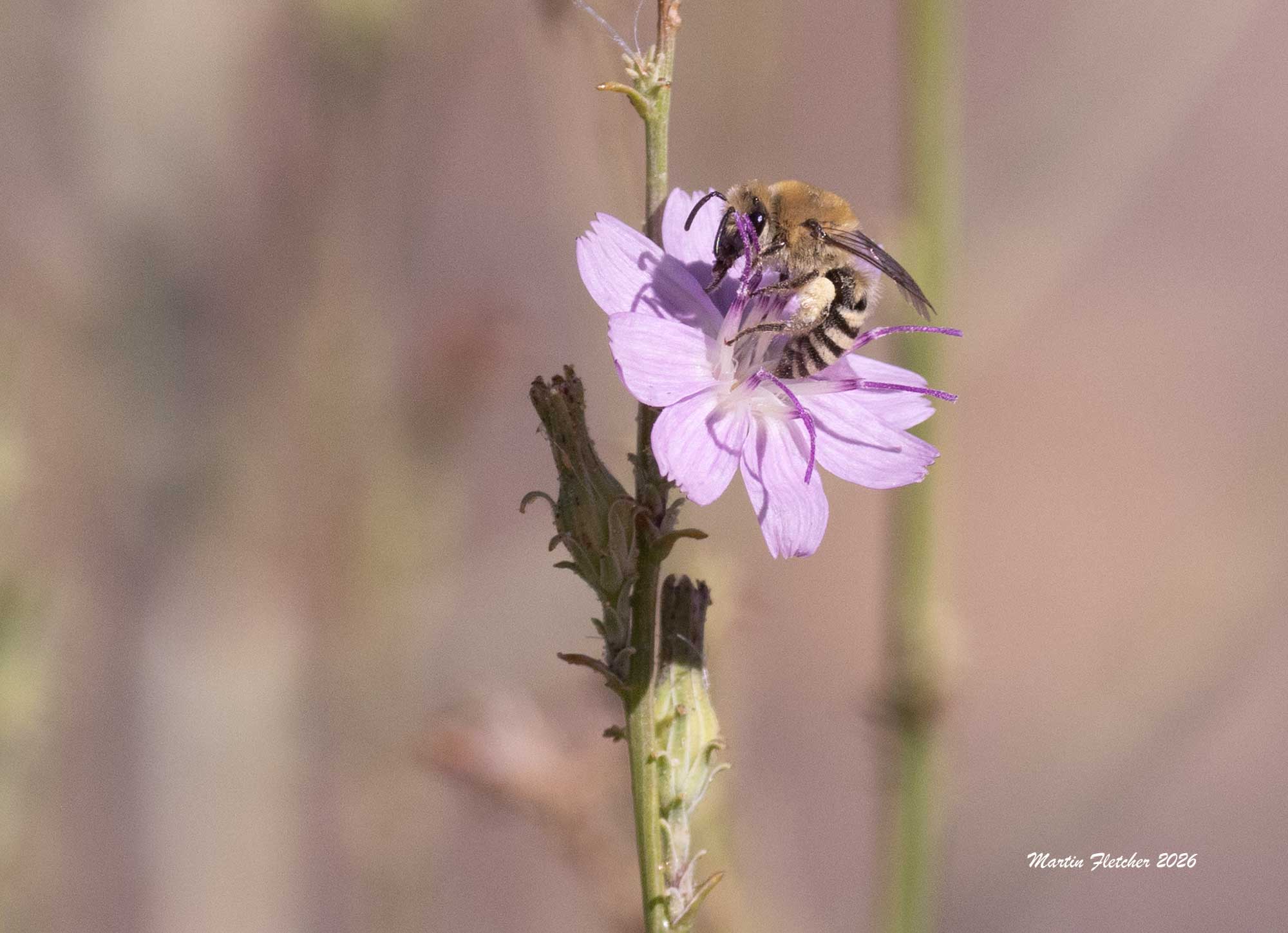 Halictus farinosus, Wide Striped Sweat Bee