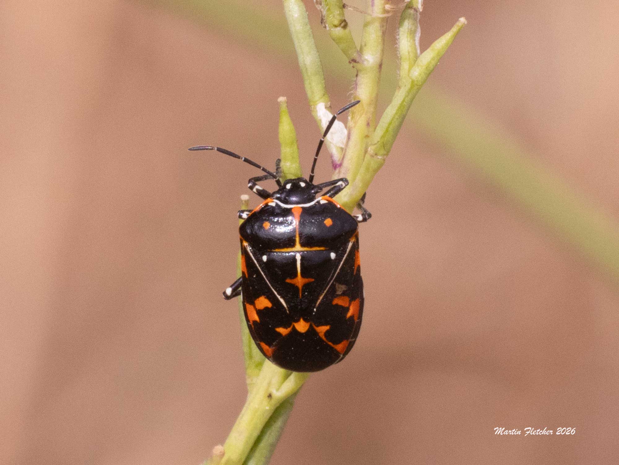 Harlequin Bug, Murgantia histrionica