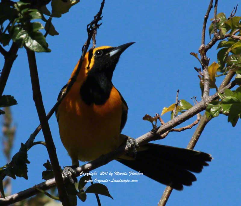 Hooded Oriole, Ojai