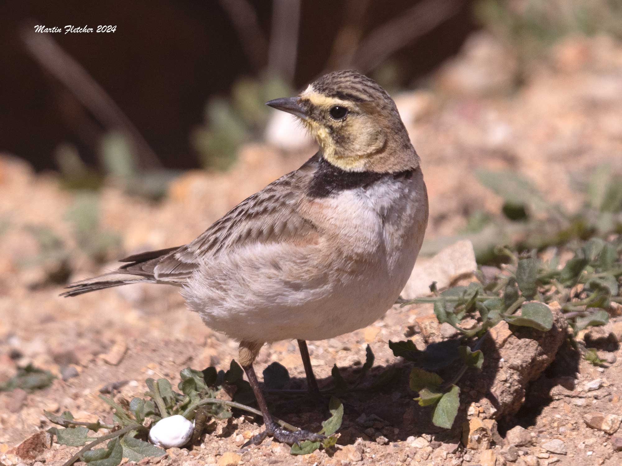 Horned Lark female