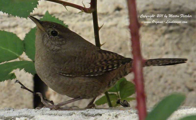House Wren, Ojai