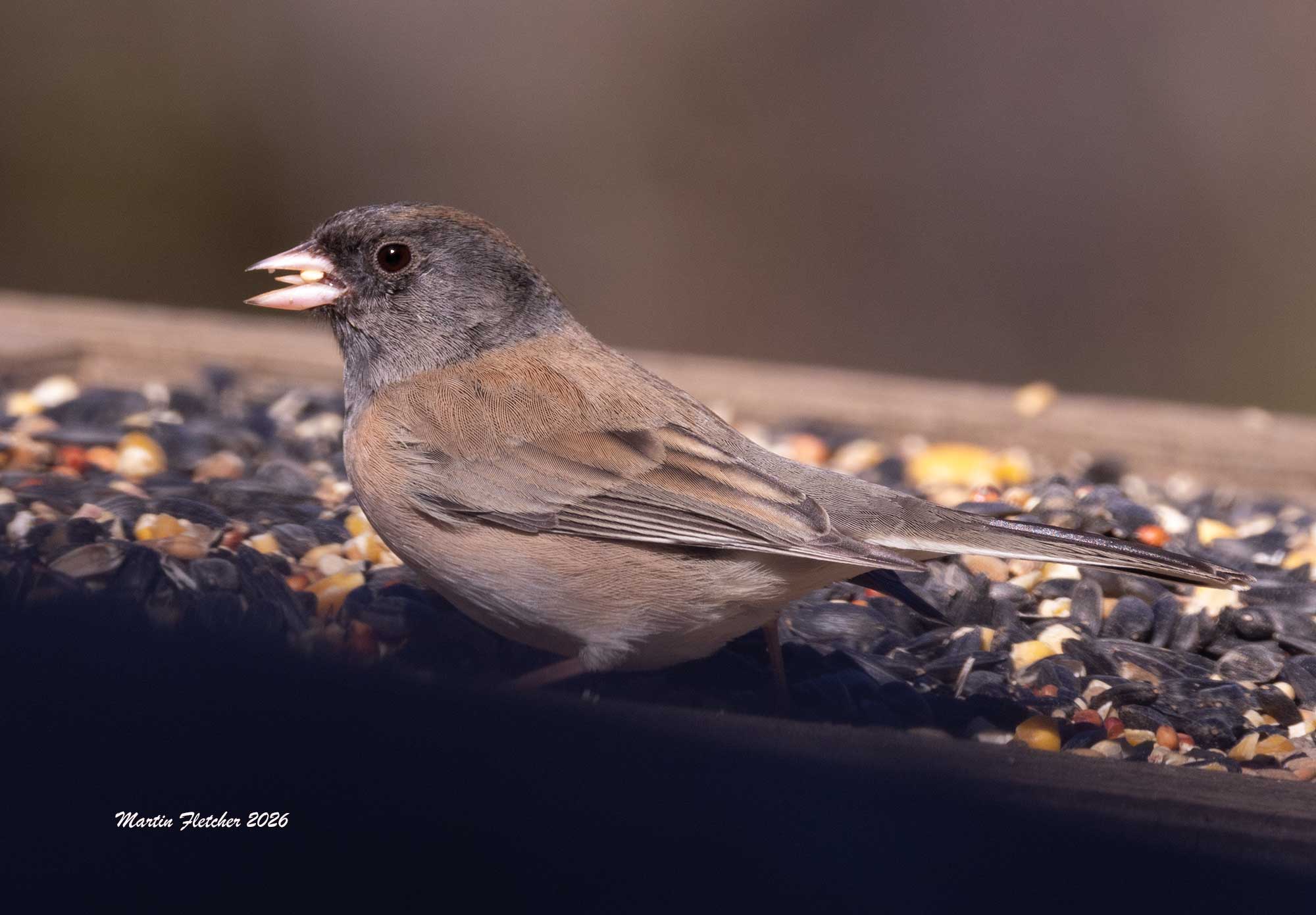 Dark Eyed Junco, Feeder, Ojai
