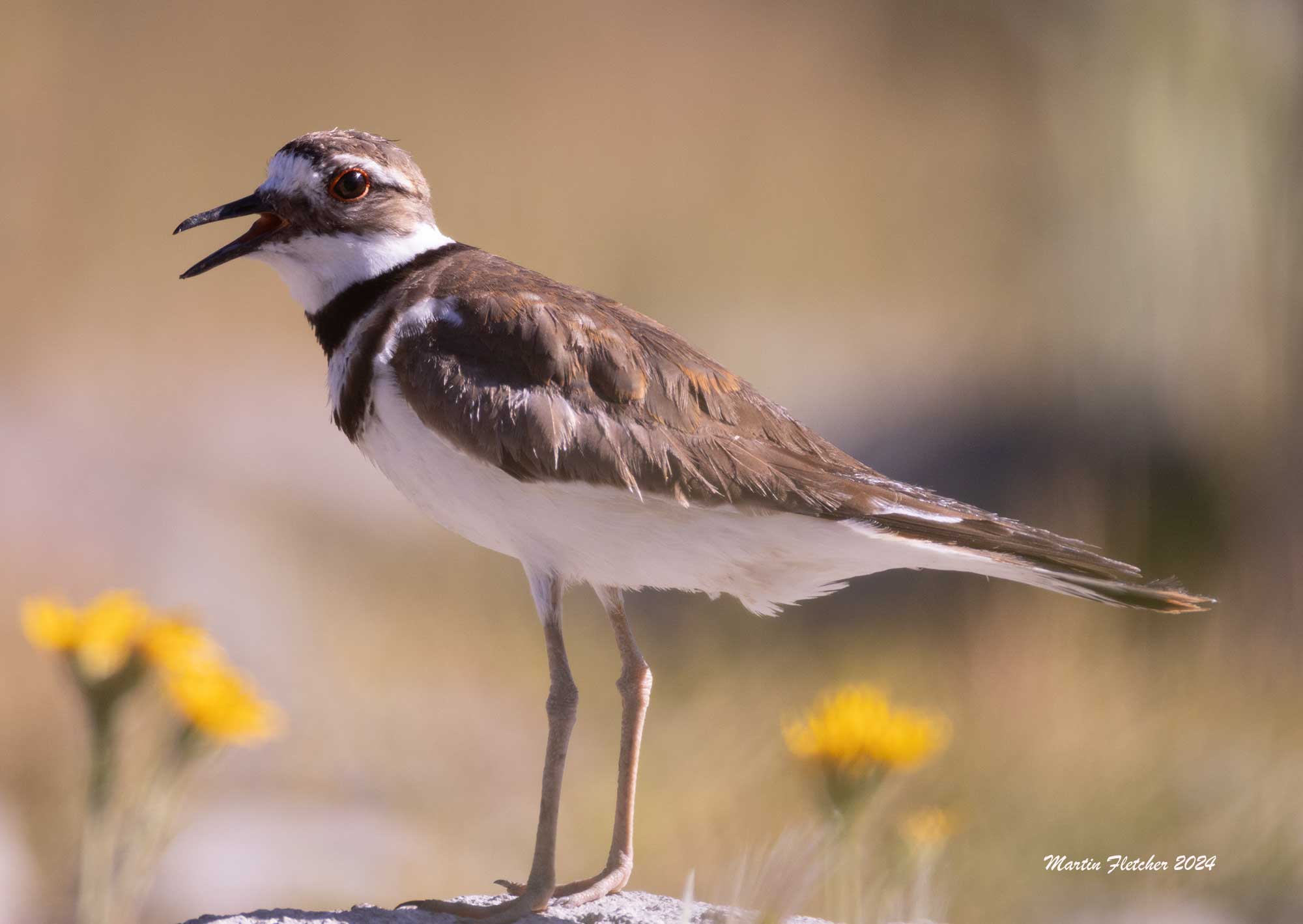 Killdeer, Two Rivers Preserve