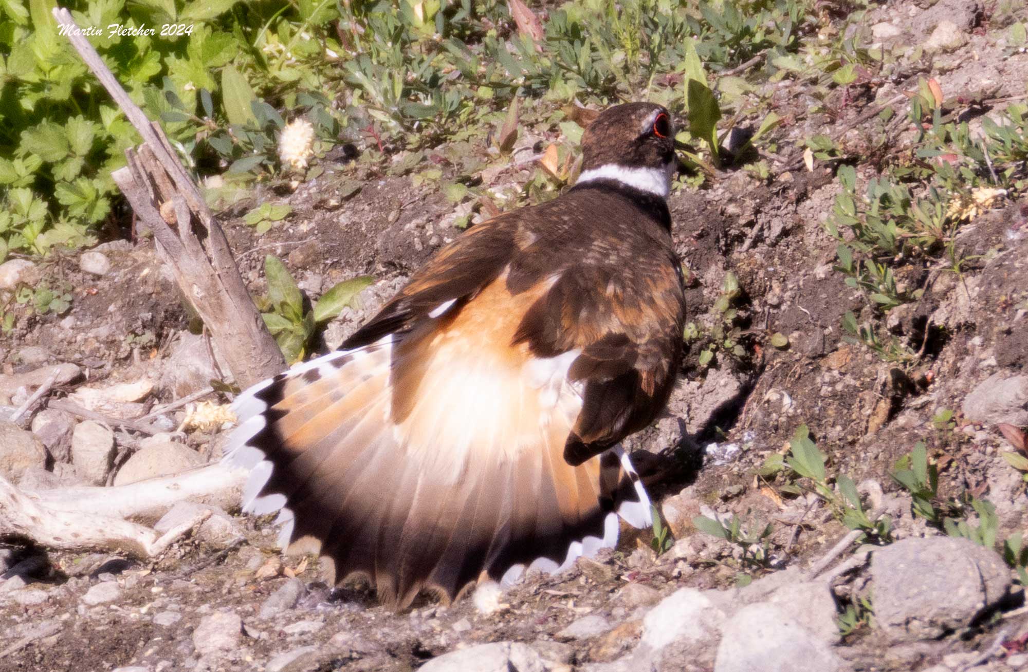 Killdeer performing distraction display, Two Rivers Preserve
