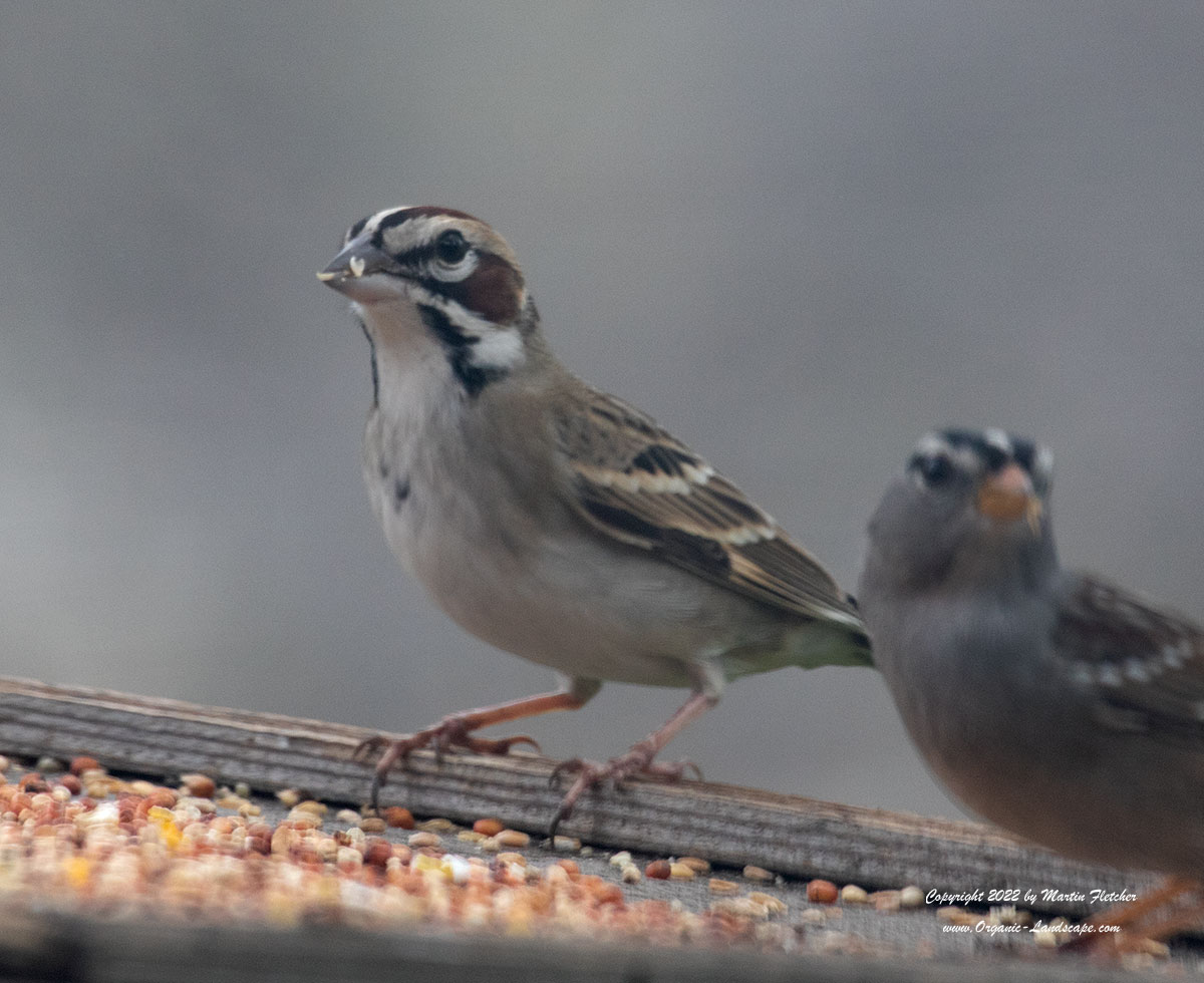 Lark Sparrow, Feeder