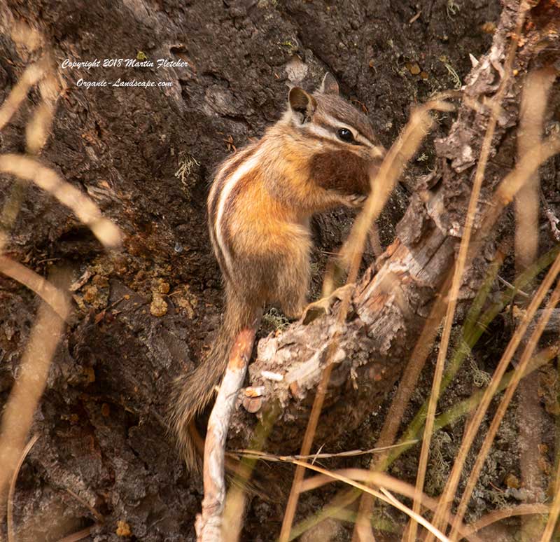 Least Chipmunk, Hellroaring Creek Trail, Yellowstone