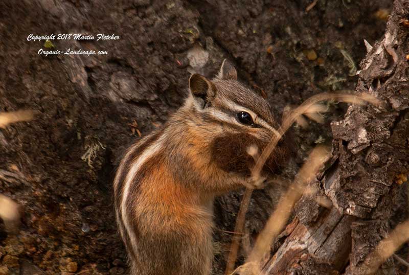 Least Chipmunk, Hellroaring Creek Trail, Yellowstone