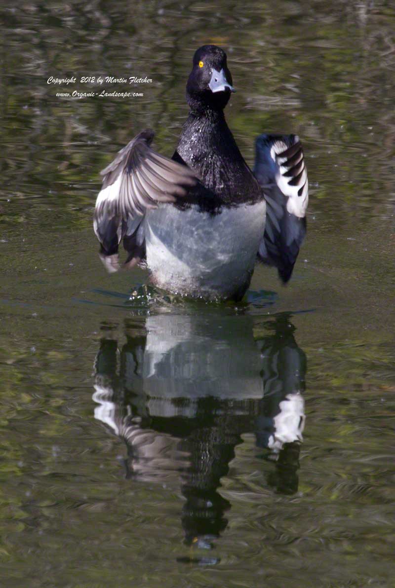 Lesser Scaup, Oso Flaco