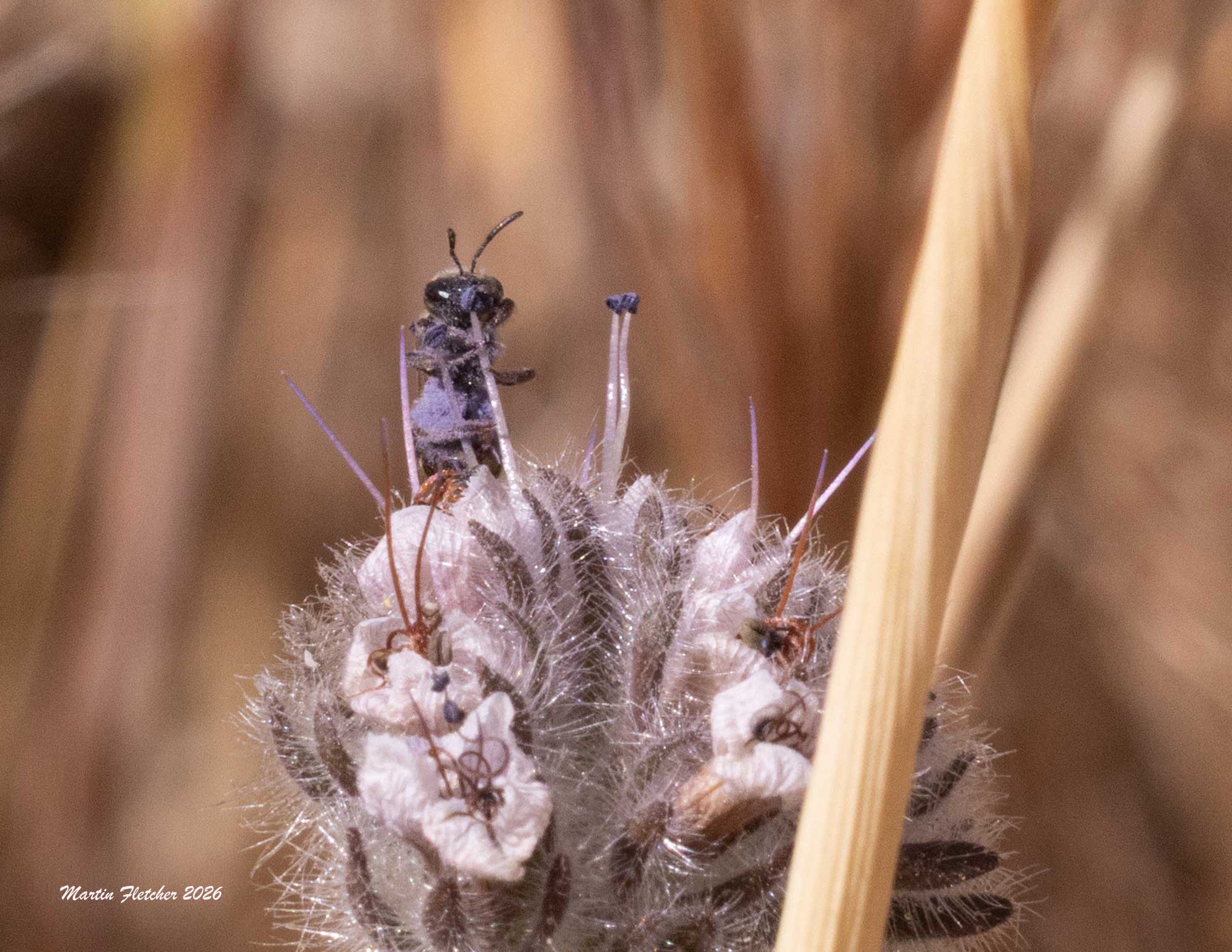 Ligated Furrow Bee, Halictus ligatus, on Phacelia hubbyi, Hopper Mountain NWR