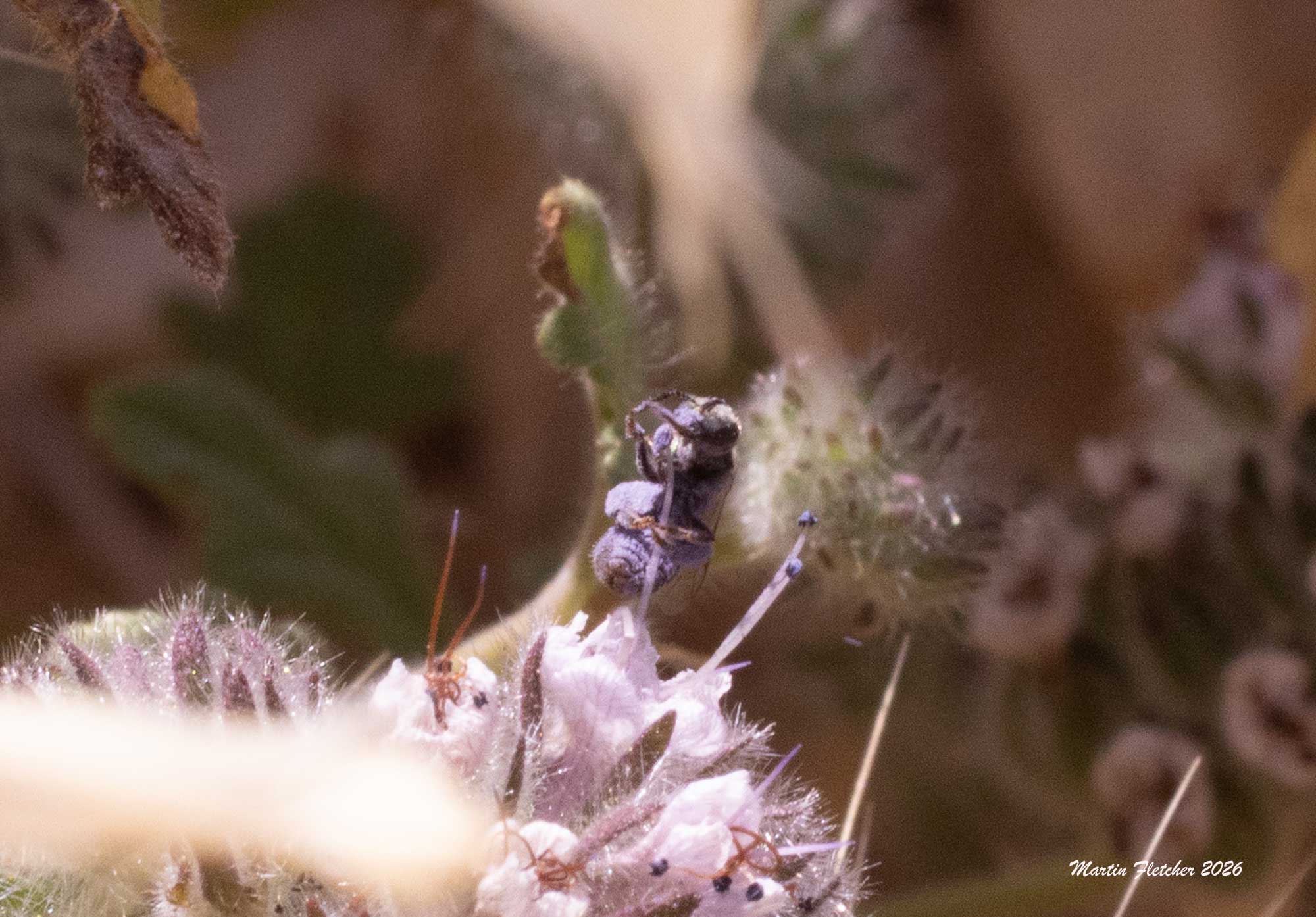 Ligated Furrow Bee, Halictus ligatus, on Phacelia hubbyi, Hopper Mountain NWR