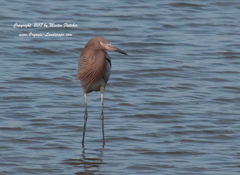 Little Blue Heron, Ballona Wetland