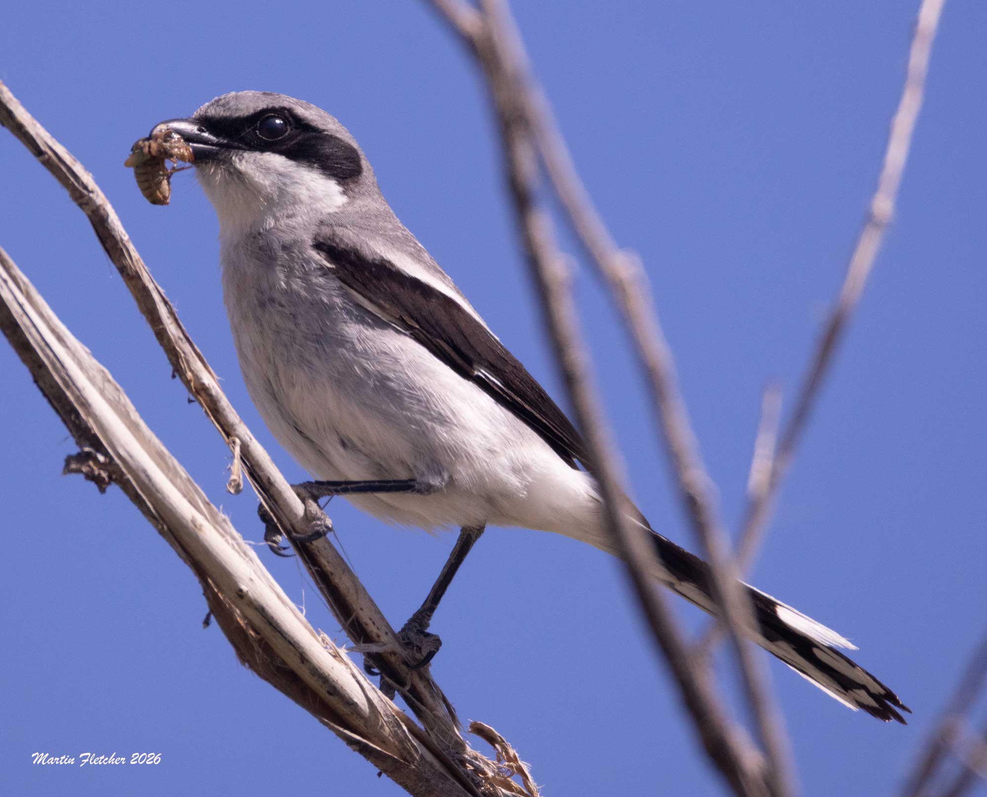 Loggerhead Shrike, Buckley Ponds, Bishop, CA