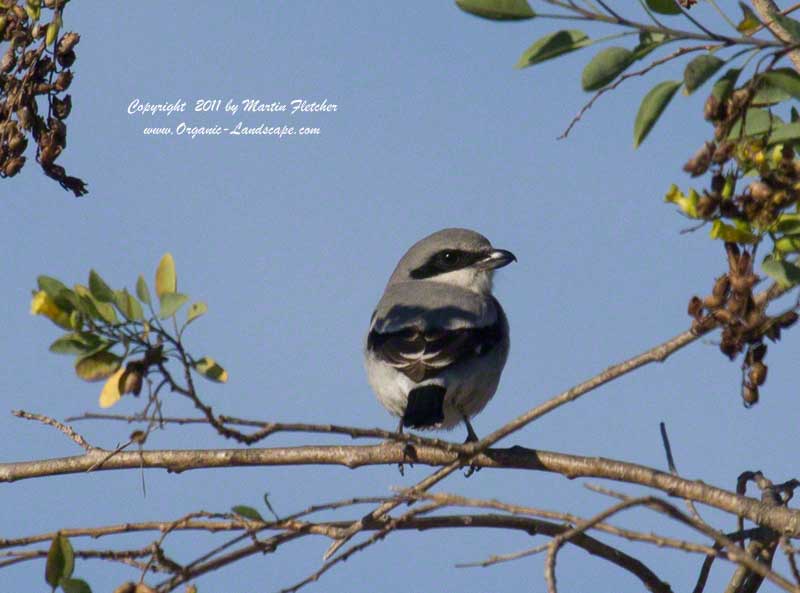Loggerhead Shrike, Lake Casitas