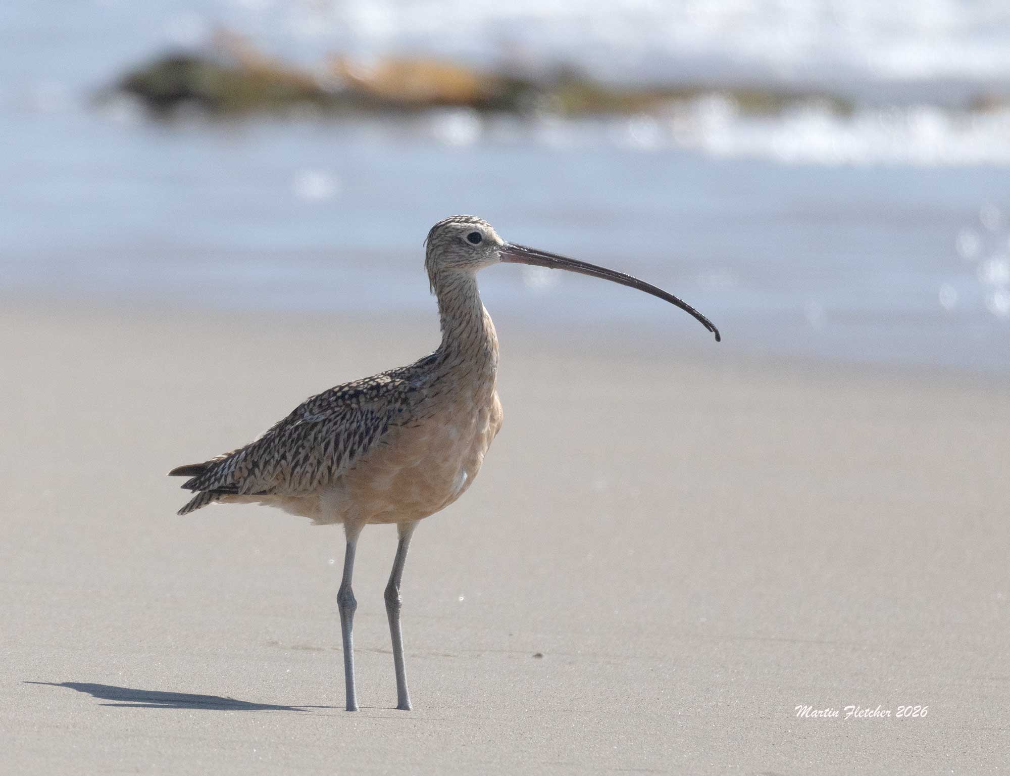 Long Billed Curlew, Jalama Beach