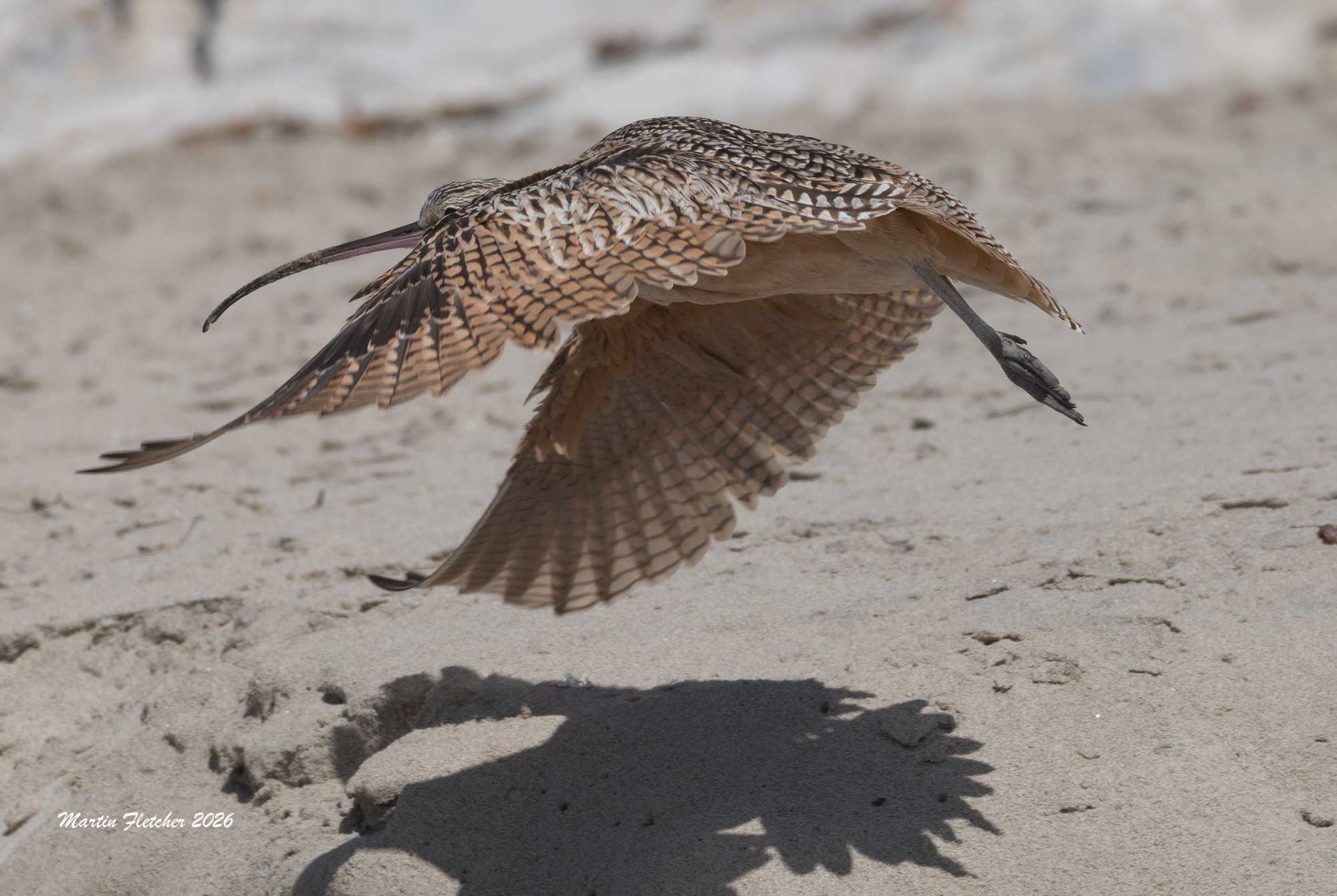 Long Billed Curlew, Jalama Beach