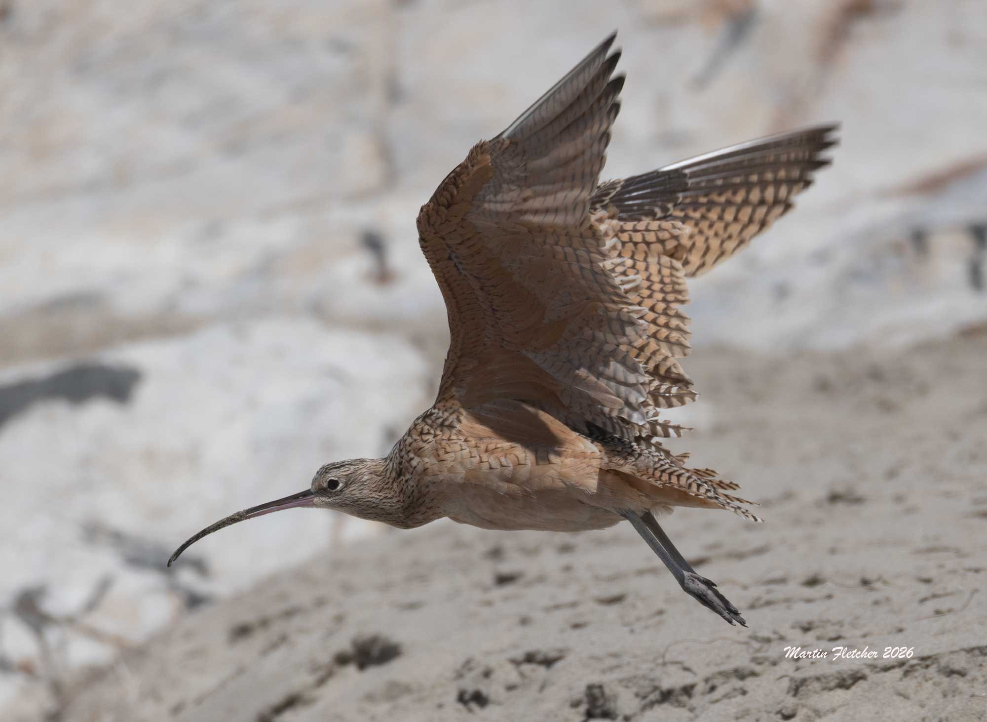 Long Billed Curlew, Jalama Beach