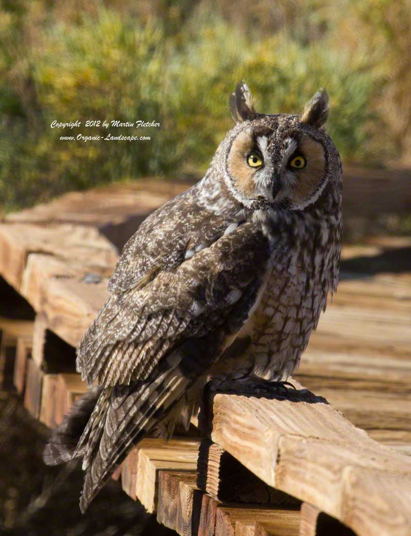 Long Eared Owl, Death Valley