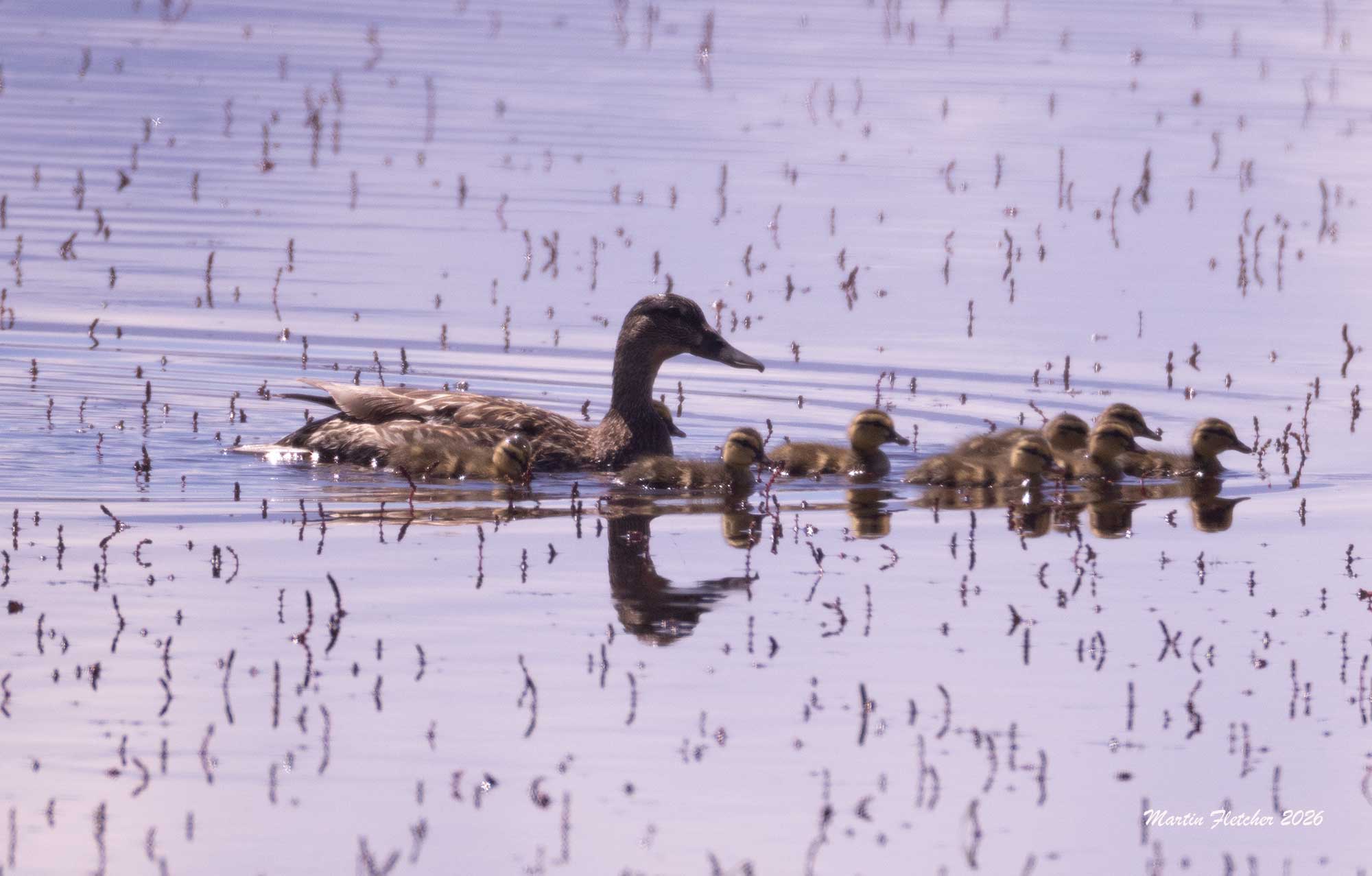 Mallard Ducklings, Buckley Ponds, Bishop, California
