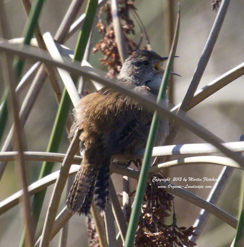 Marsh Wren, Oso Flaco