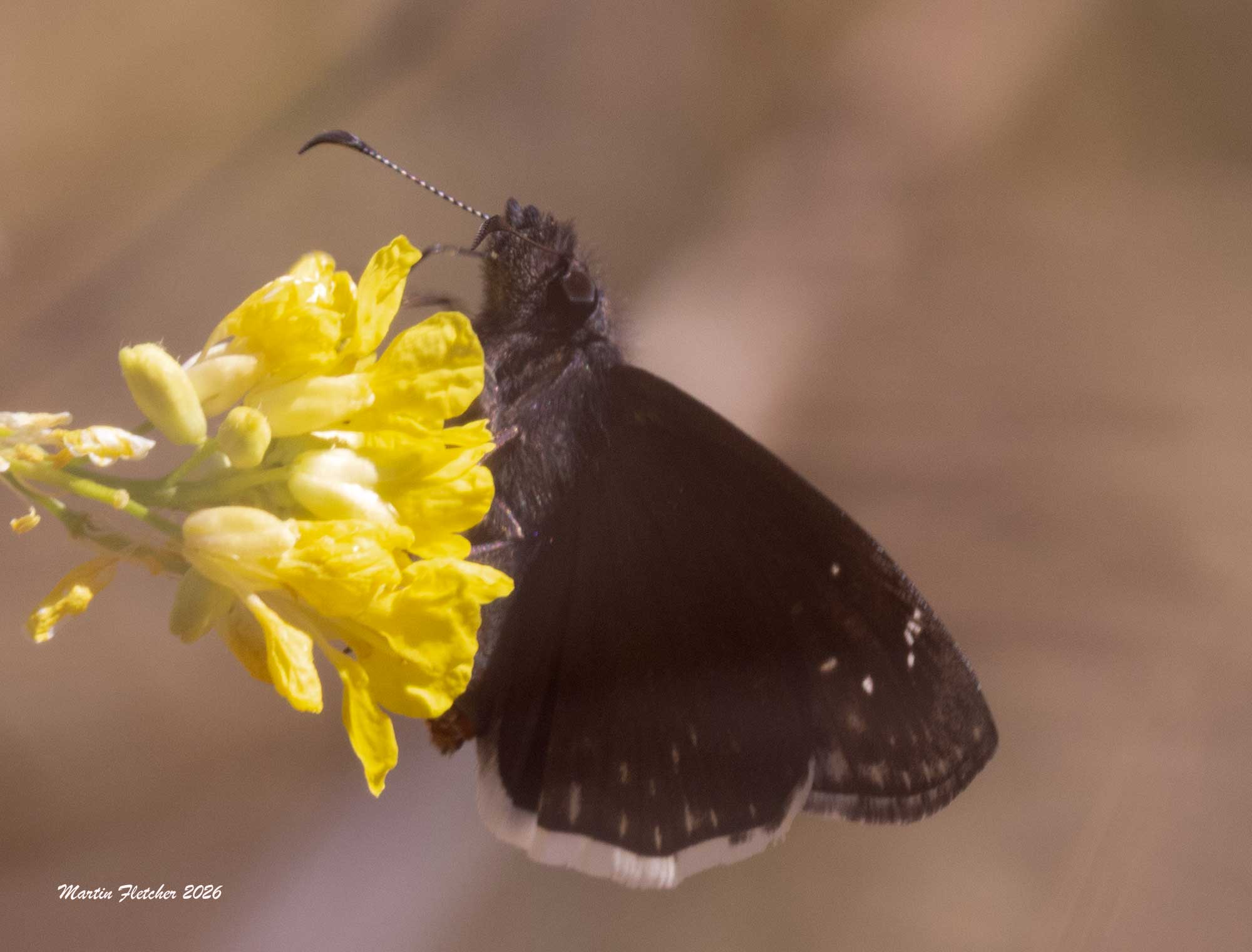 Mournful Duskywing, Erynnis tristis