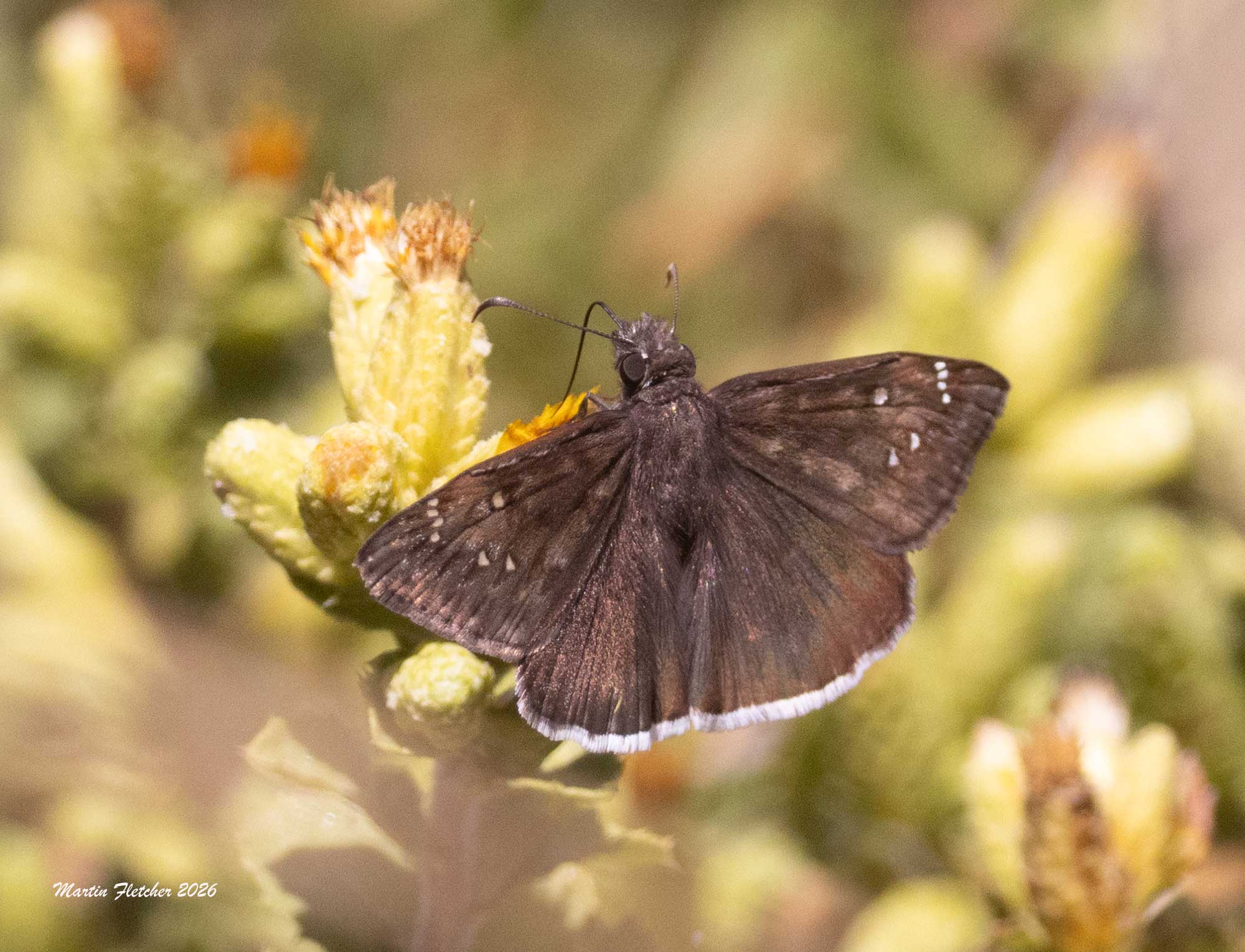 Mournful Duskywing, Erynnis tristis