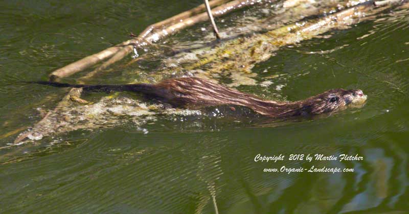 Muskrat, Oso Flaco