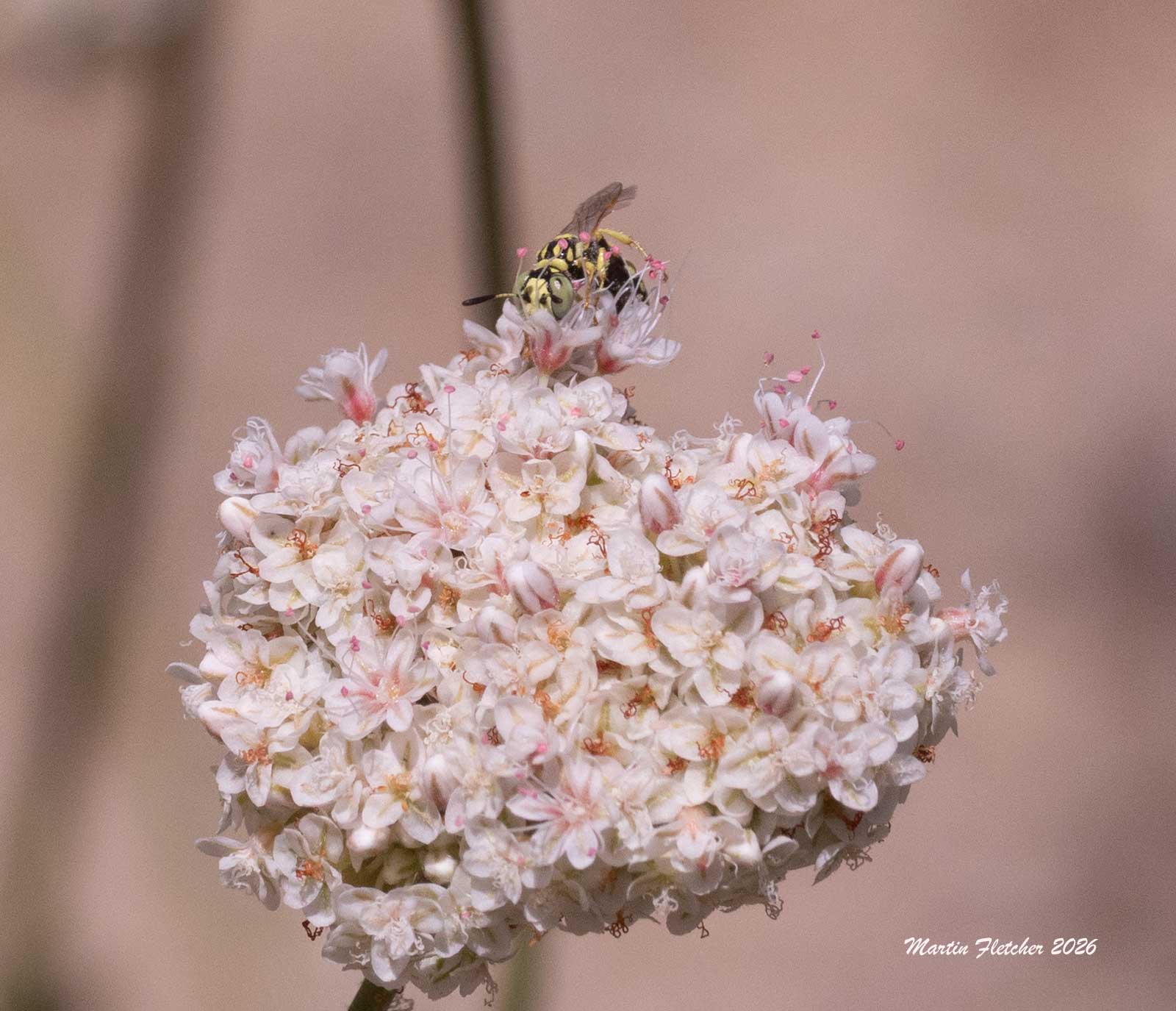 Myzinum frontale, Thynnid Flower Wasp