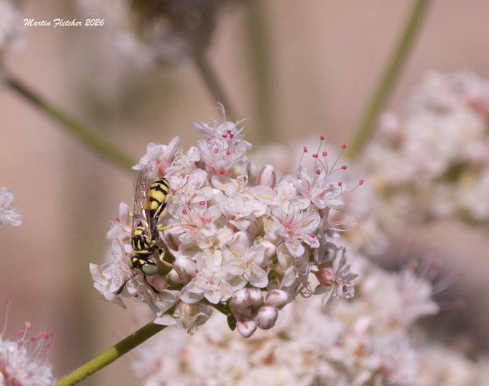 Myzinum frontale, Thynnid Flower Wasp