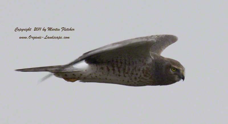 Northern Harrier Flight, Merced National Wildlife Refuge