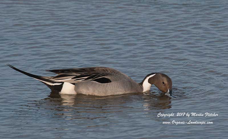 Northern Pintail, Ballona Wetlands