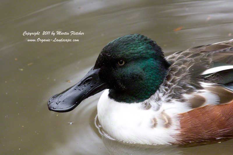 Northern Shoveler, Sacramento