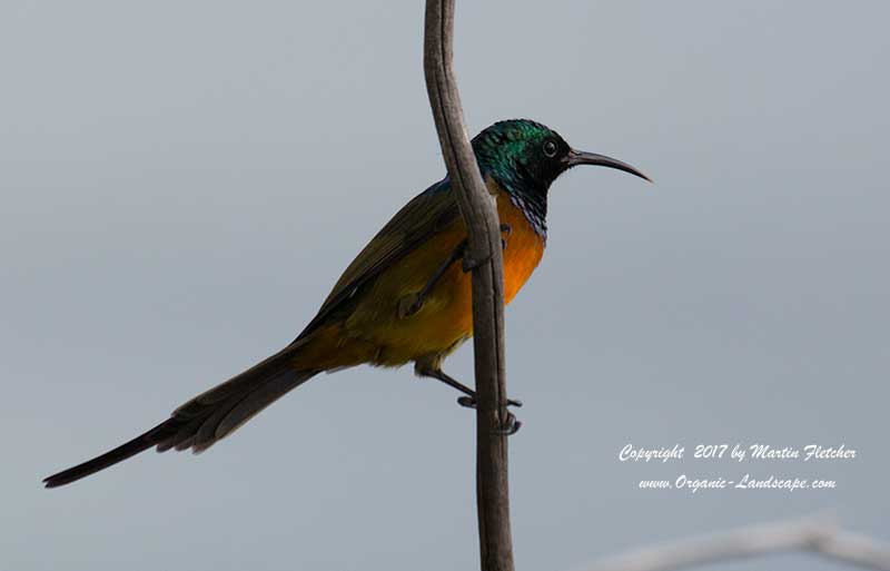 Orange Breasted Sunbird, Fish Hoek