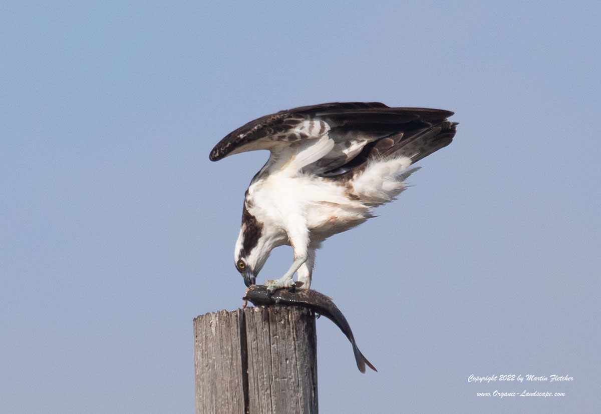 Osprey with Fish, Ormond Beach