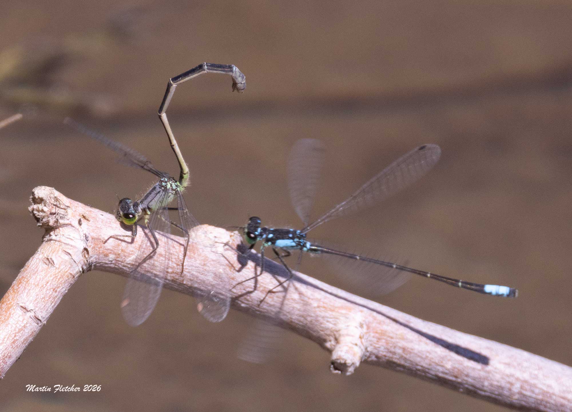 Pacific Forktails about to mate, Bishop