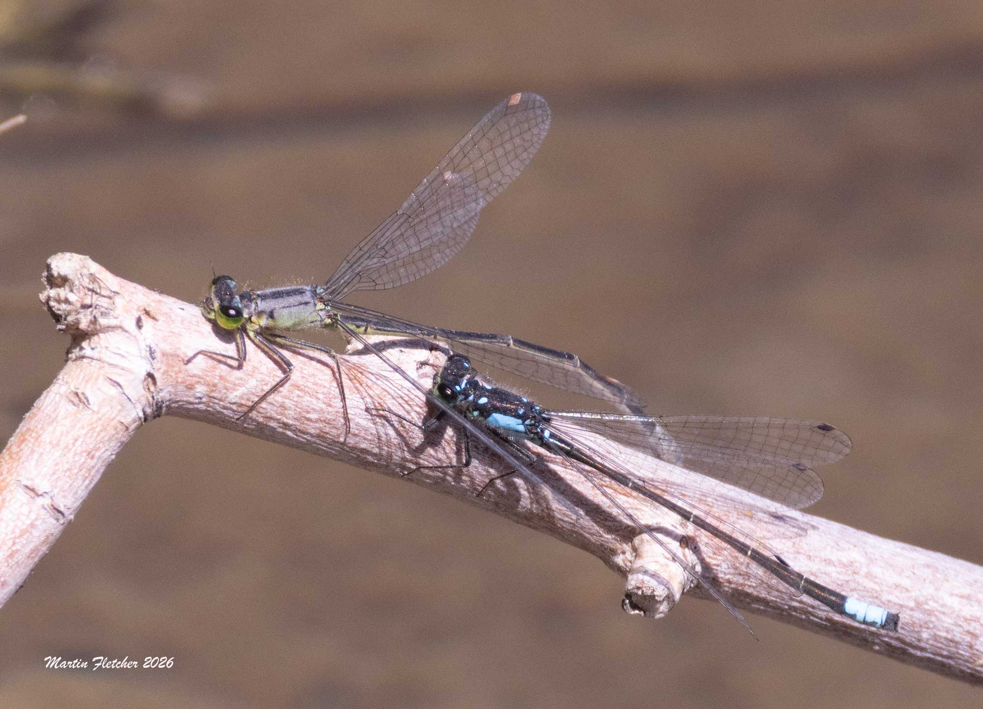 Pacific Forktails about to mate, Bishop