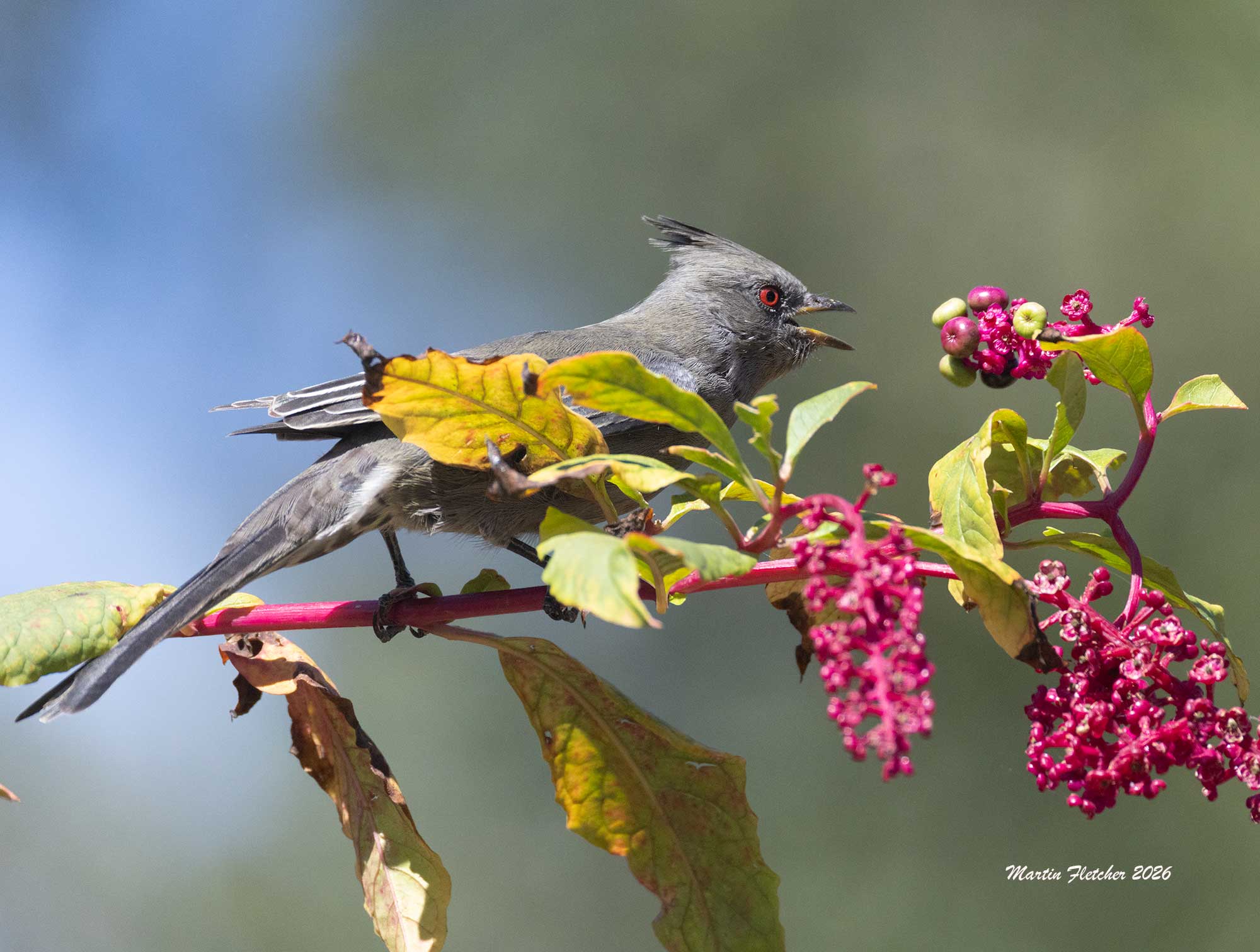 Female Phainopepla, Joe Pye Weed