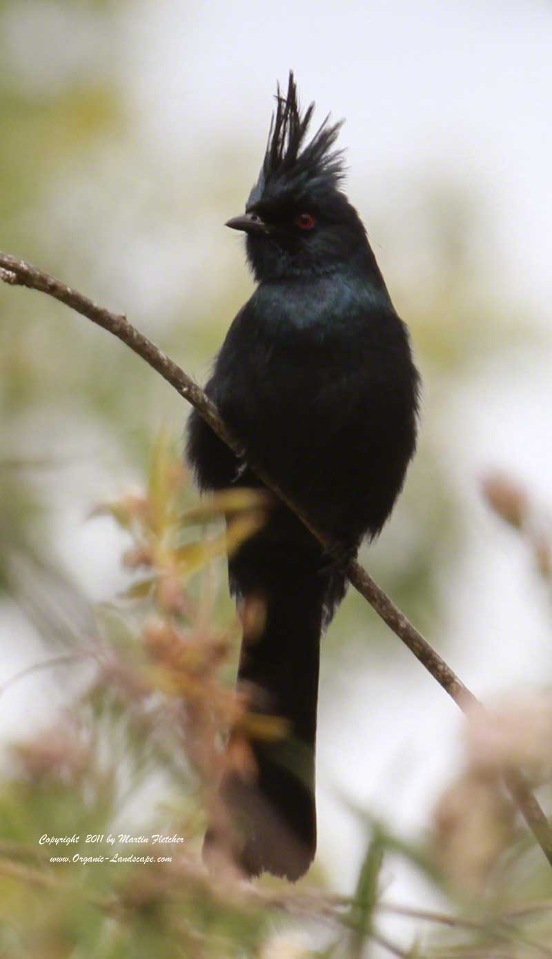 Phainopepla, Canada Larga